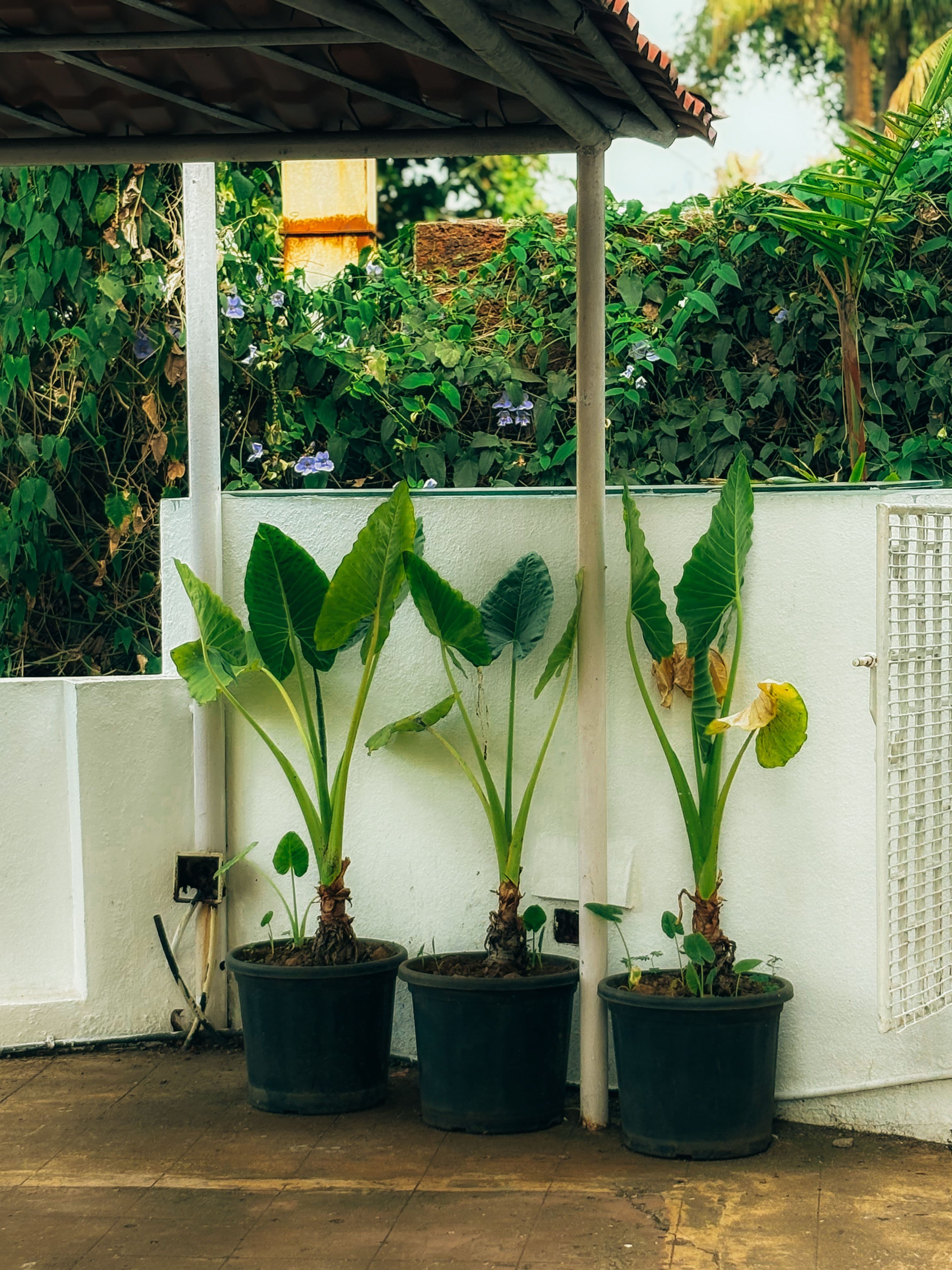 Three elephant-ear plants in dark plastic pots against a white patio wall