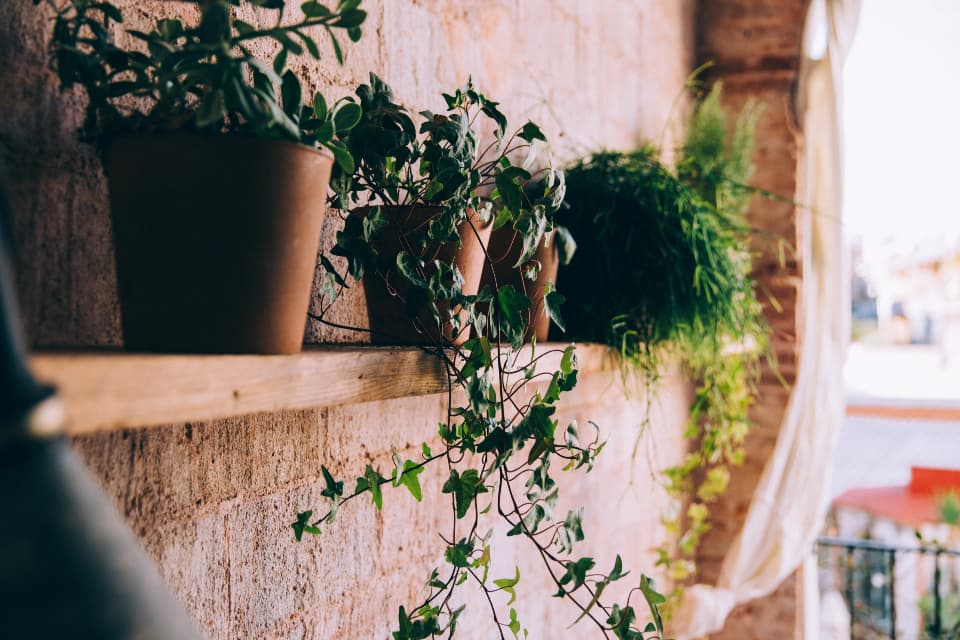 A wall of shelves crowded with potted plants and trailing ivy
