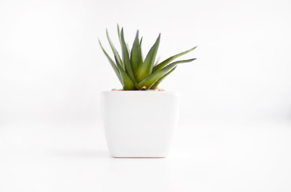 A single aloe in a plain white pot against a white wall